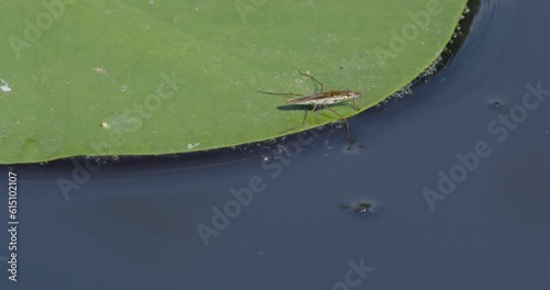 Water strider photo