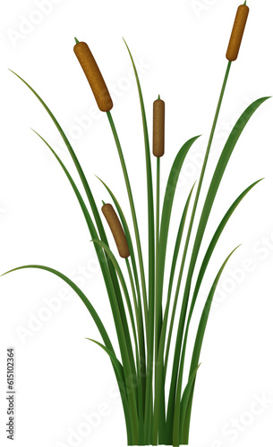 Realistic reed, sedge and grass. Isolated 3d vector rush is a tall, perennial plant that grows in wetlands and along shorelines, providing important habitat for many aquatic and terrestrial species