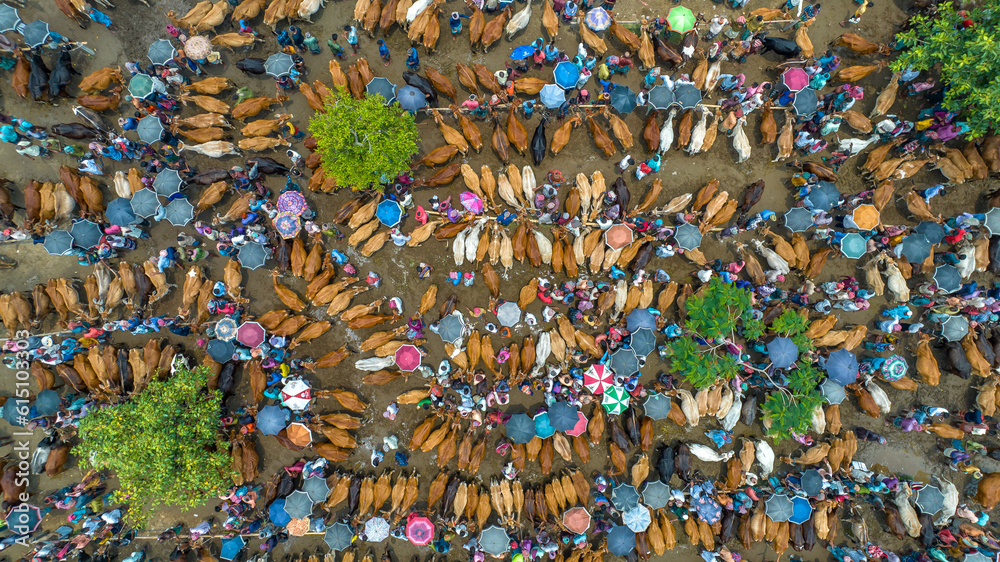 Thousands of cows are lined up to be sold at a bustling cattle market in Bangladesh