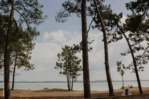 trees on the beach