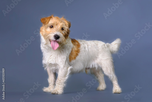 Jack Russell terrier dog with extra matured for trimming, grooming wool before stripping, trimming and washing. Studio photo