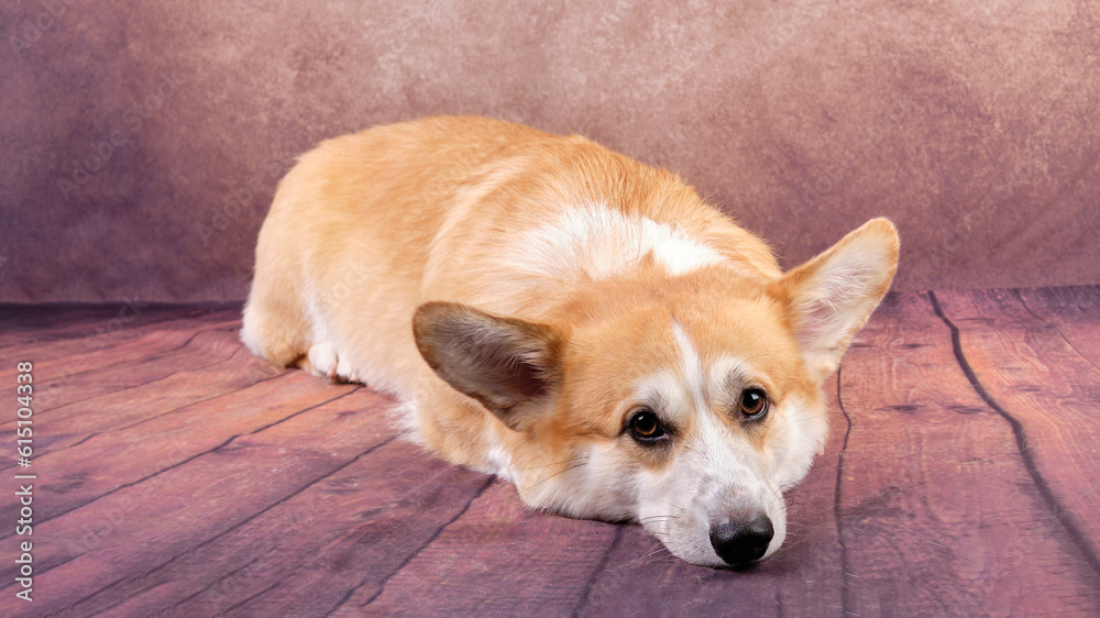A Welsh Corgi dog is resting quietly in a state of relaxation