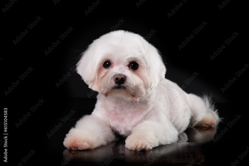 Maltese dog after grooming portrait close-up. Isolate on black