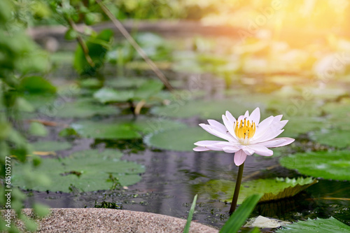 Closeup of Beautiful White Lotus Flower is blooming with green leaf in the pond with natural background at Thailand.