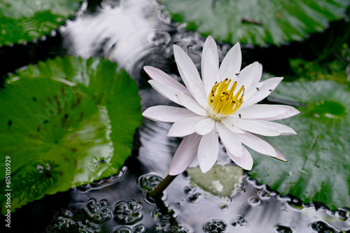 Closeup of Beautiful White Lotus Flower is blooming with green leaf in the pond with natural background at Thailand.