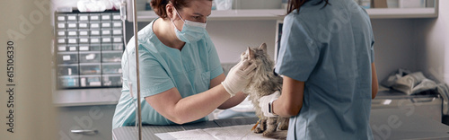 Fototapeta Naklejka Na Ścianę i Meble -  Nurse holds fluffy cat while veterinarian examines animal in hospital