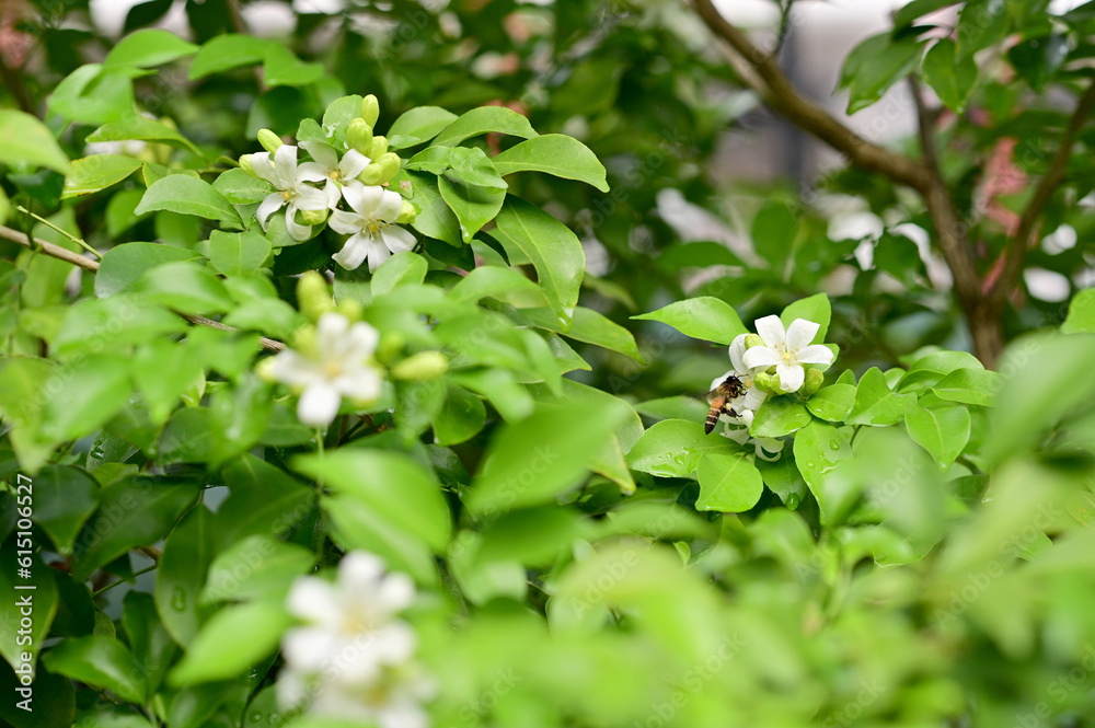 Bees are sucking nectar from Blooming White Orange Jasmine Flower, Andaman satinwood (Murraya paniculata Jack) with green leaf natural background for design and decoration in home at Thailand. Bees are sucking nectar from Blooming White Orange Jasmine Flower, Andaman satinwood (Murraya paniculata Jack) with green leaf natural background for design and decoration in home at Thailand.