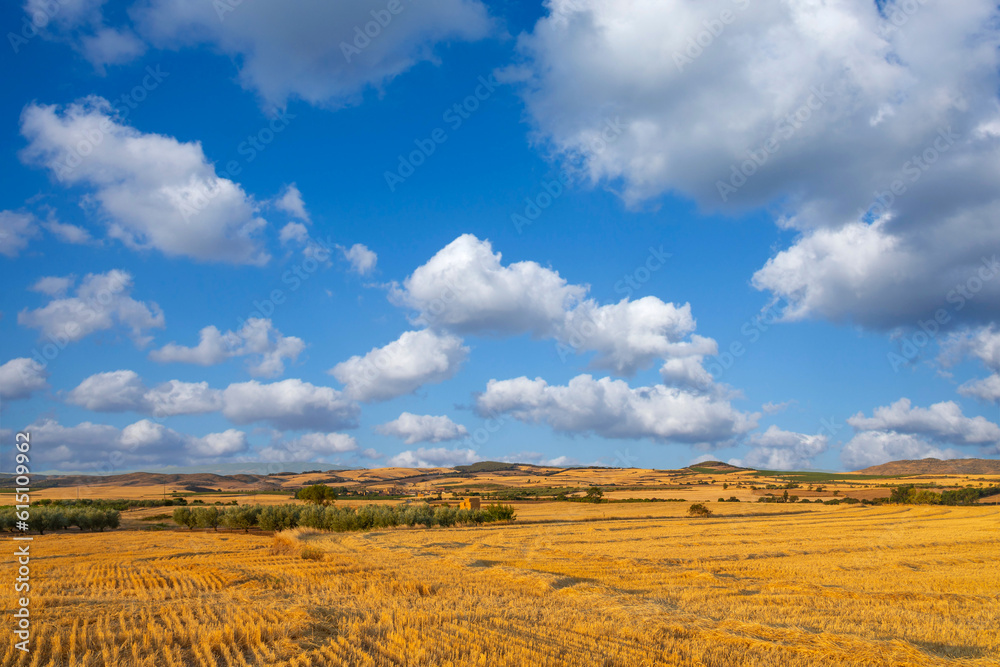 Fototapeta premium view of a crop field in Spain