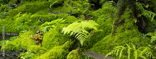 Moss and fern style plants proliferate grow cover stump the forest floor in the garden