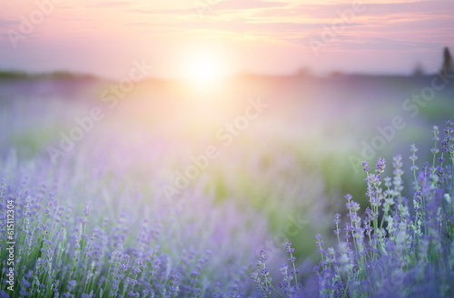Blooming lavender flower field on pink sunset background.
