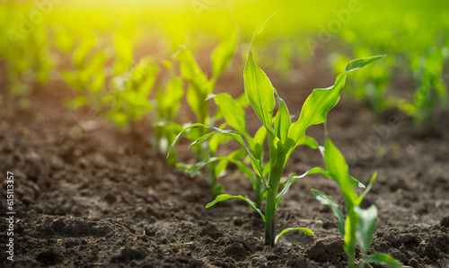 Close up rows of young corn shoots on organic cornfield of black soil.