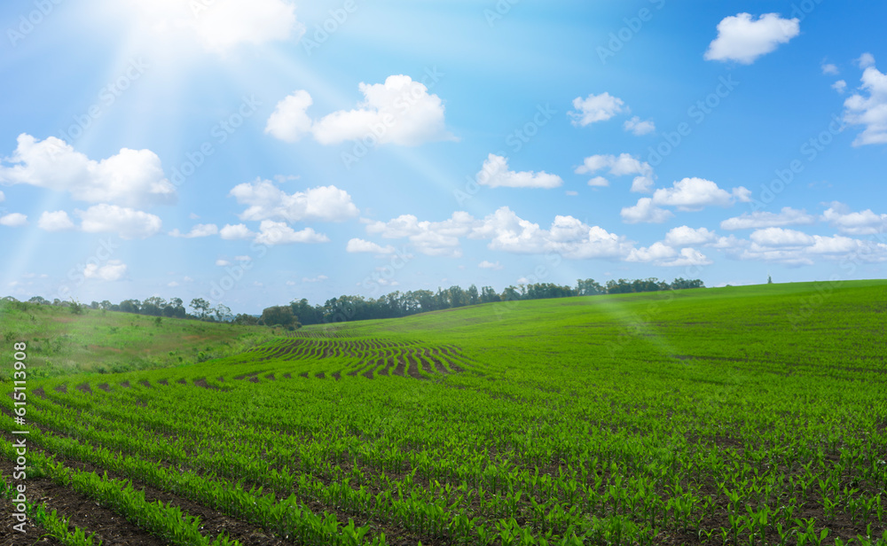 Rows of young corn shoots on a cornfield over blue sky background.