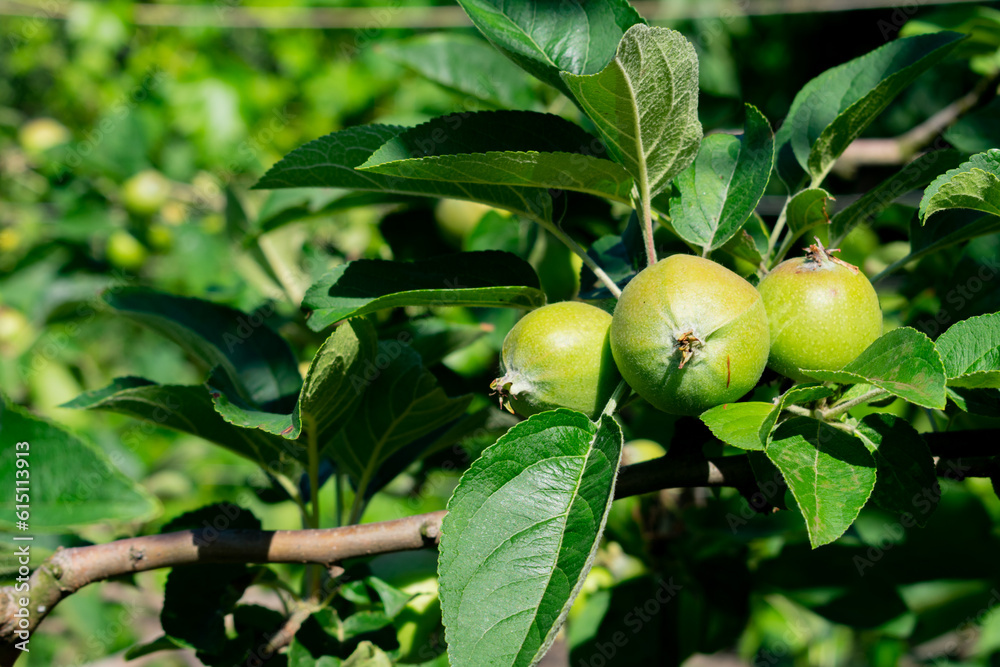 Fototapeta premium Green apples on a branch of apple tree in the orchard.