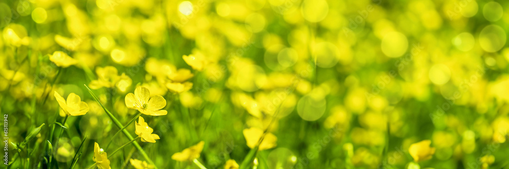 Obraz premium Field of yellow buttercup flowers, panoramic summer nature header