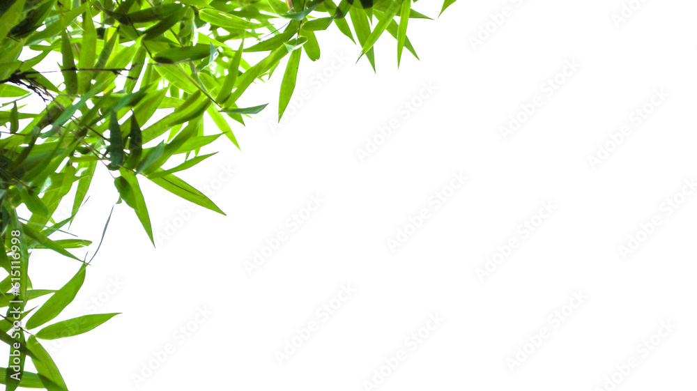 Isolated green bamboo leaves with copy space and with clipping paths on white background Isolated green bamboo leaves with copy space and with clipping paths on white background