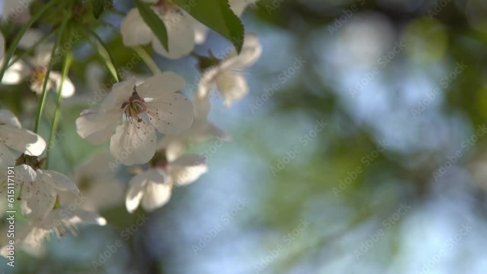 White cherry blossoms sway in the wind. Spring flowering fruit tree garden. Floral natural background. Delicate flowers in the sunlight day. Blur bokeh nature. Flower bloom bud Leaf closeup. Aesthetic White cherry blossoms sway in the wind. Spring flowering fruit tree garden. Floral natural background. Delicate flowers in the sunlight day. Blur bokeh nature. Flower bloom bud Leaf closeup. Aesthetic