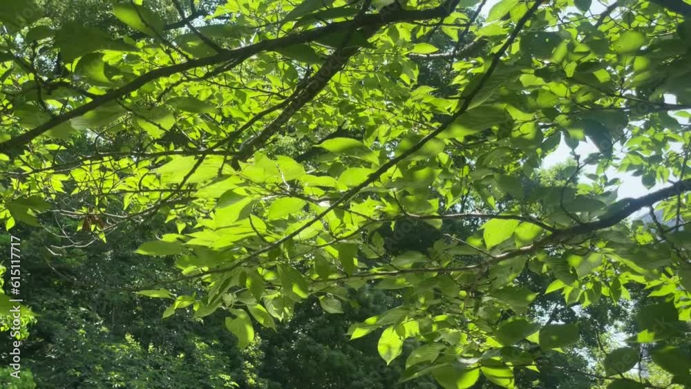 初夏の池の上の緑の木の葉の裏に水の流れが光って癒される 初夏の池の上の緑の木の葉の裏に水の流れが光って癒される