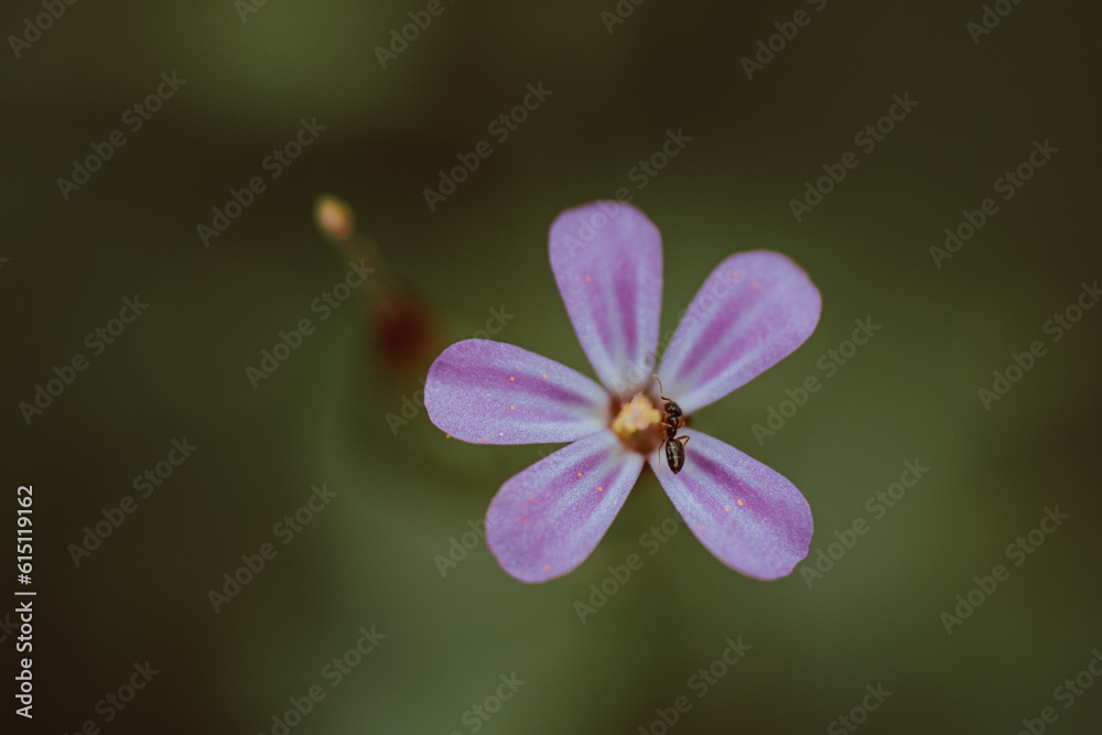 Obraz premium Amidst the grass, a tiny pink flower emerges, casting its subtle beauty upon the verdant landscape