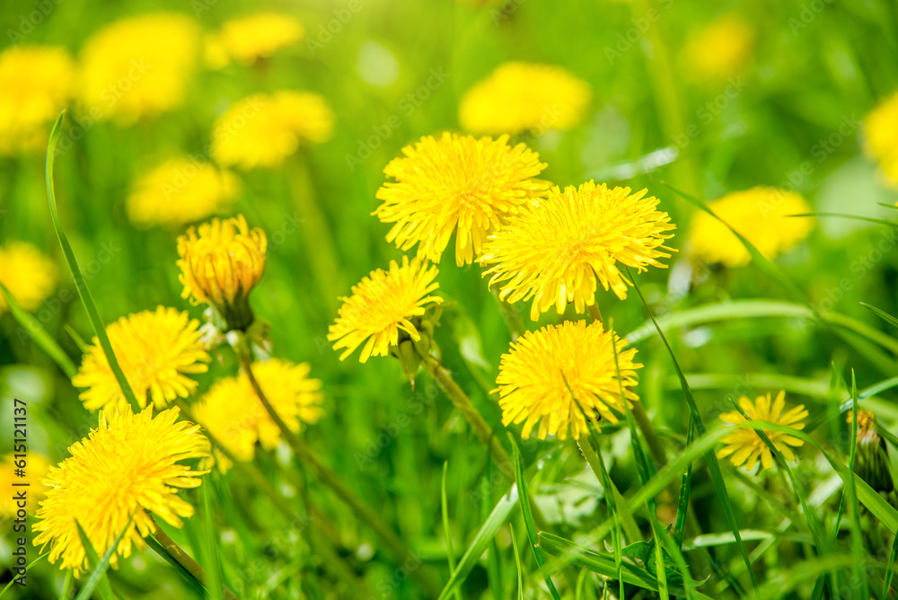 Yellow dandelions blooming on grass background
Yellow dandelions blooming on grass background