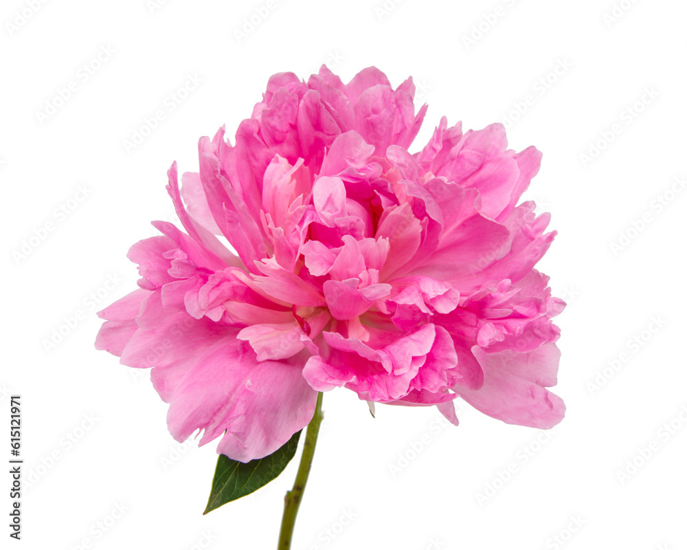 Pink peony flower with leaves isolated on white background.