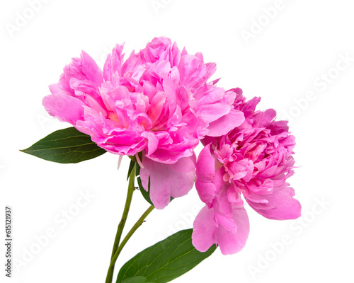 Fototapeta Naklejka Na Ścianę i Meble -  Pink peony flower with leaves isolated on white background.
