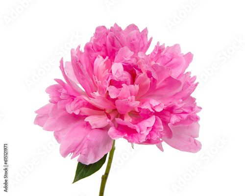 Fototapeta Naklejka Na Ścianę i Meble -  Pink peony flower with leaves isolated on white background.