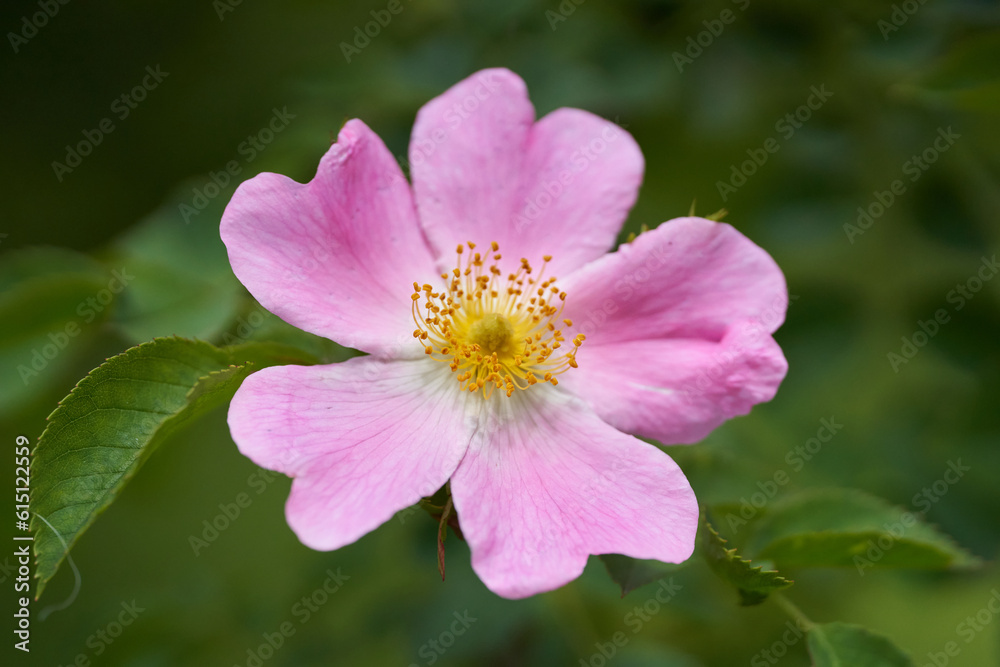 Closeup of briar flower Closeup of briar flower