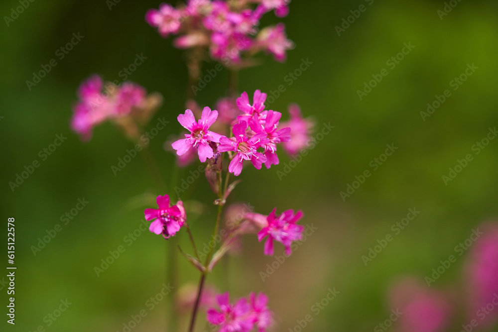 Pink wild flowers closeup