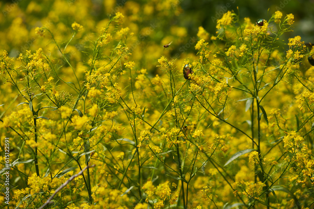 Small wild yellow flowers