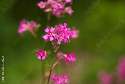 Pink wild flowers closeup