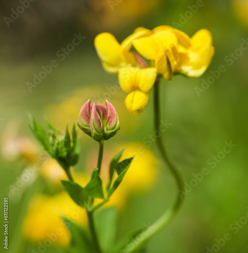 Small wild yellow flowers