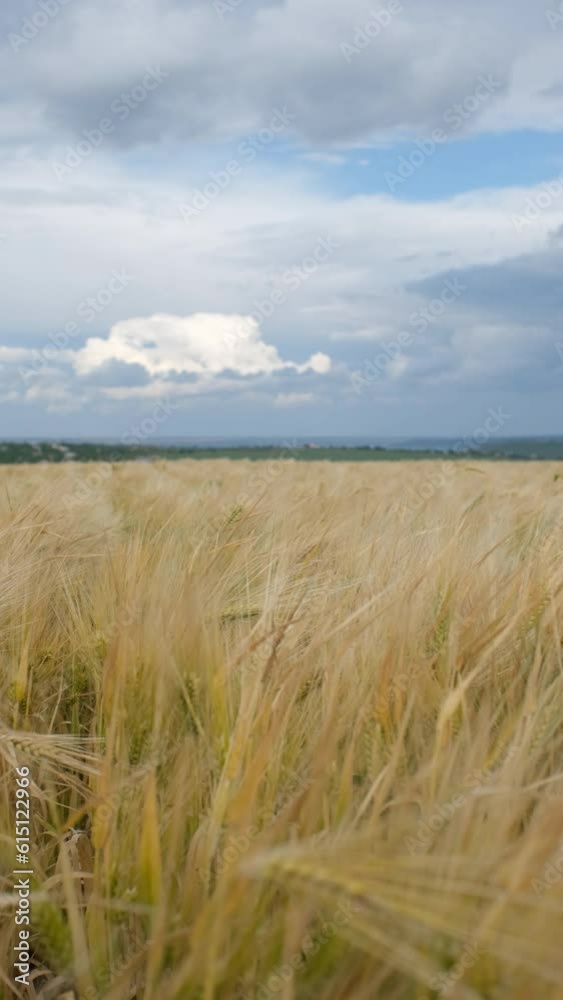 gold wheat on the agriculture field, blue stormy clouds sky on the background gold wheat on the agriculture field, blue stormy clouds sky on the background