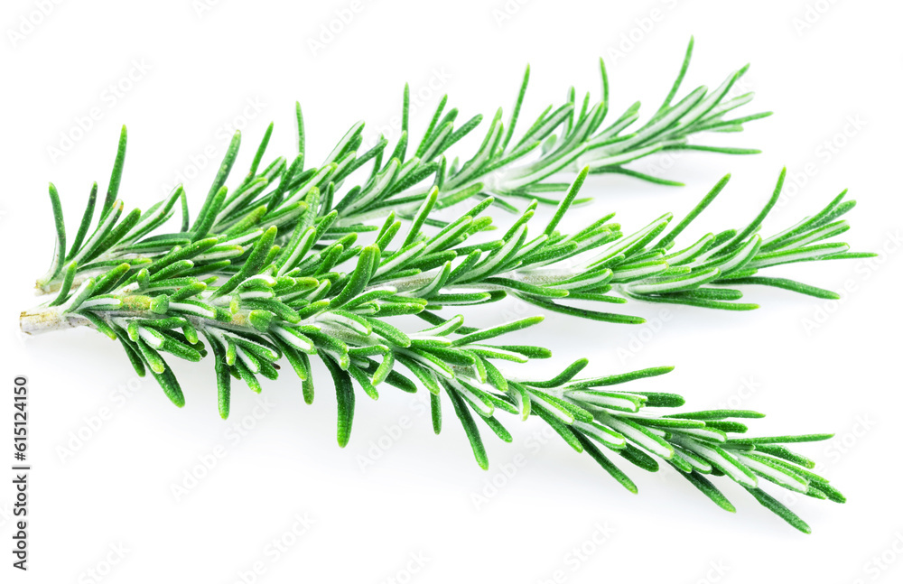 Green fresh rosemary twig isolated on white background. Green fresh rosemary twig isolated on white background.