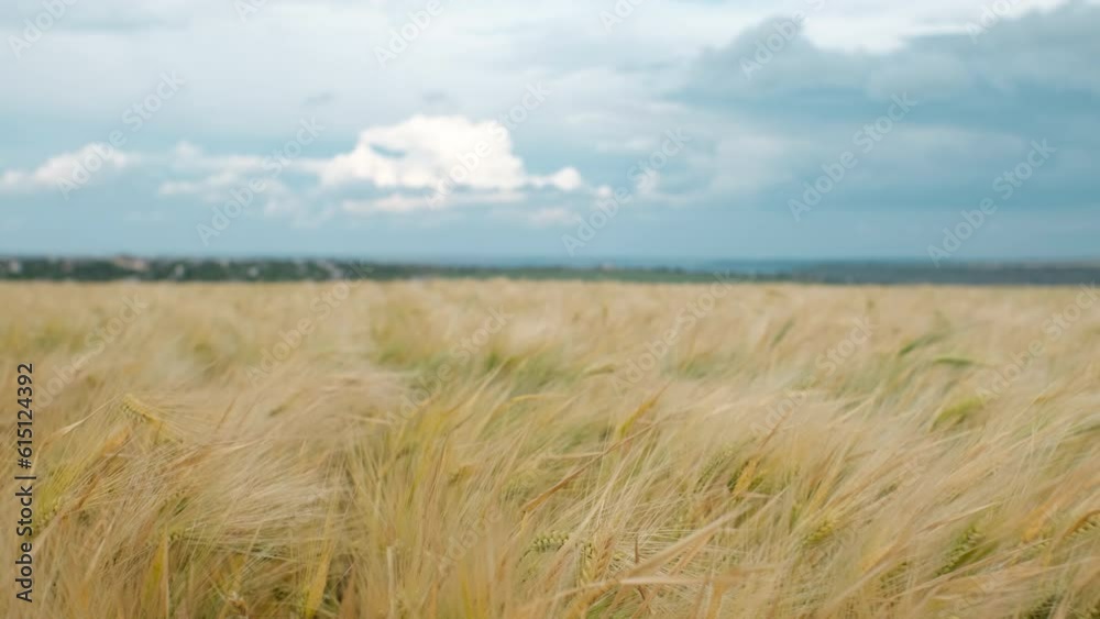gold wheat on the agriculture field, blue stormy clouds sky on the background gold wheat on the agriculture field, blue stormy clouds sky on the background