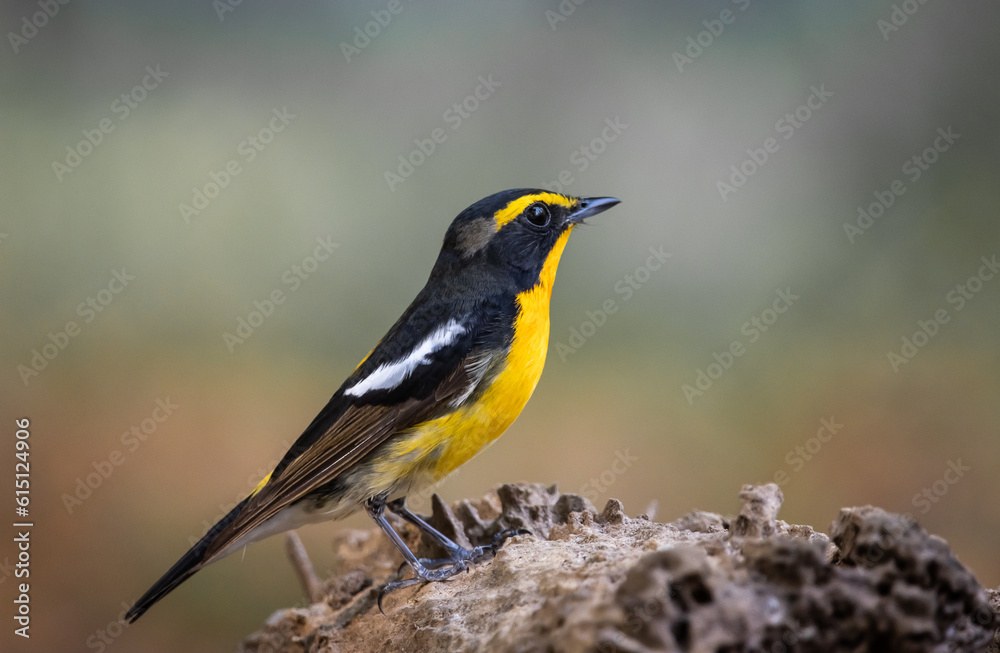 Narcissus Flycatcher animal portrait close up shot. Narcissus Flycatcher animal portrait close up shot.