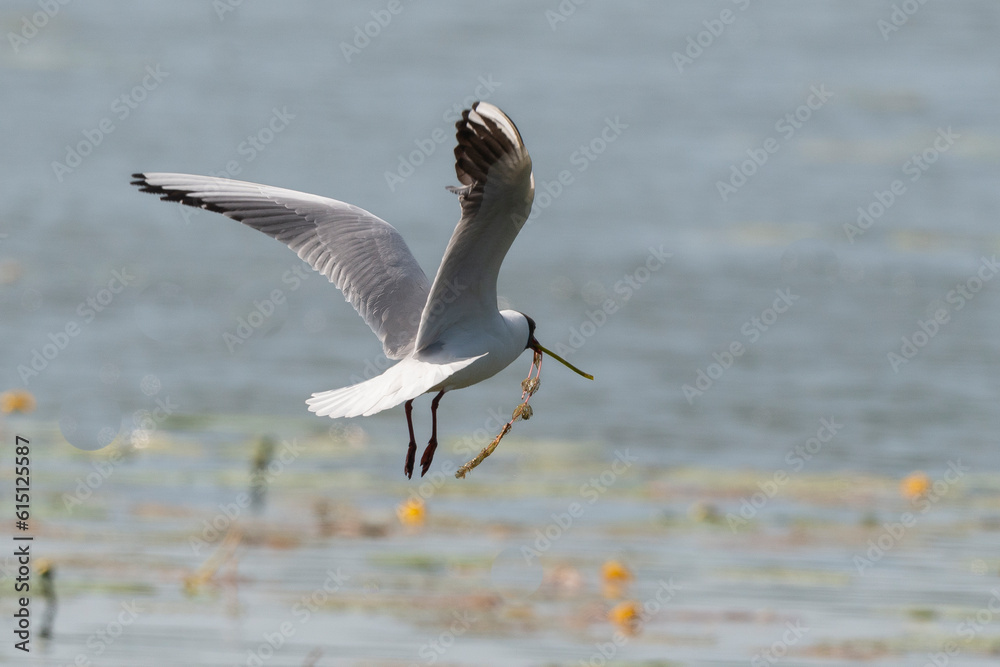 Mouette rieuse,.Chroicocephalus ridibundus, Black headed Gull