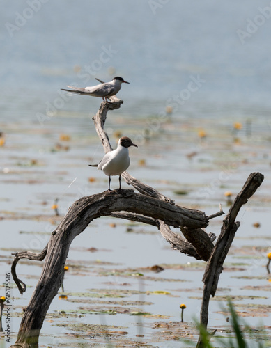 Mouette rieuse,.Chroicocephalus ridibundus, Black headed Gull, Sterne pierregarin, Sterna hirundo, Common Tern photo