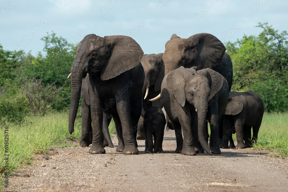 Éléphant d'Afrique, Loxodonta africana, Parc national Kruger, Afrique du Sud