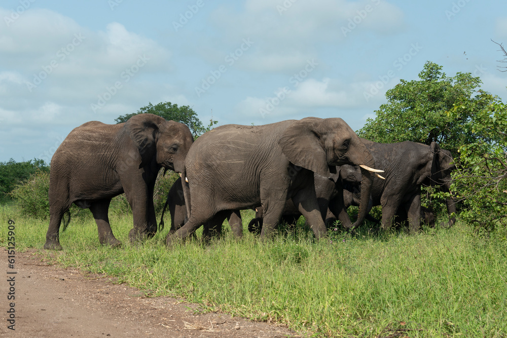 Éléphant d'Afrique, Loxodonta africana, Parc national Kruger, Afrique du Sud