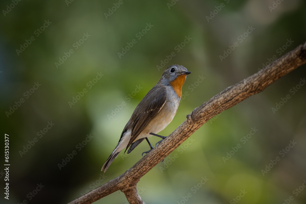 Red-breasted Flycatcher on the branch tree.