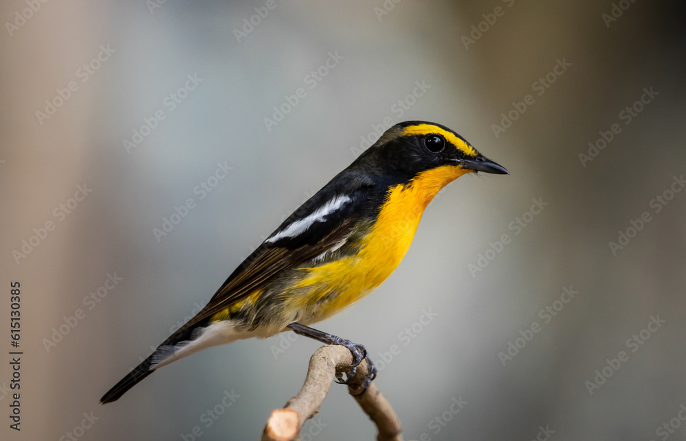 Narcissus Flycatcher animal portrait close up shot. Narcissus Flycatcher animal portrait close up shot.