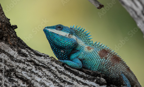 Siamese blue crested lizard on tree close up shot. © photonewman