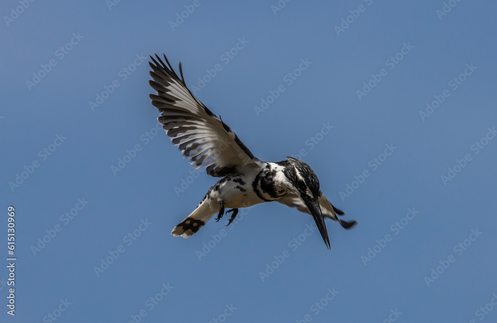 Pied Kingfisher was flying in the air looking for fish in the river. Pied Kingfisher was flying in the air looking for fish in the river.
