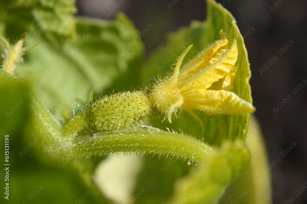 Closeup of a tiny cucmber growing Closeup of a tiny cucmber growing