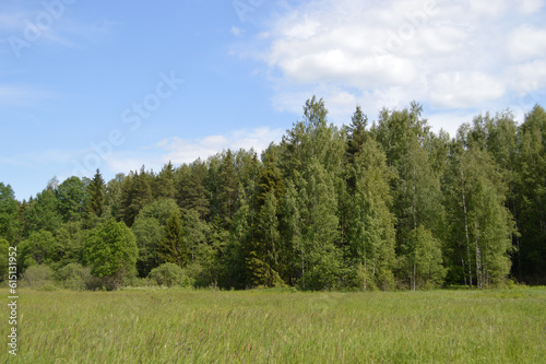Scenic view on the field and forest