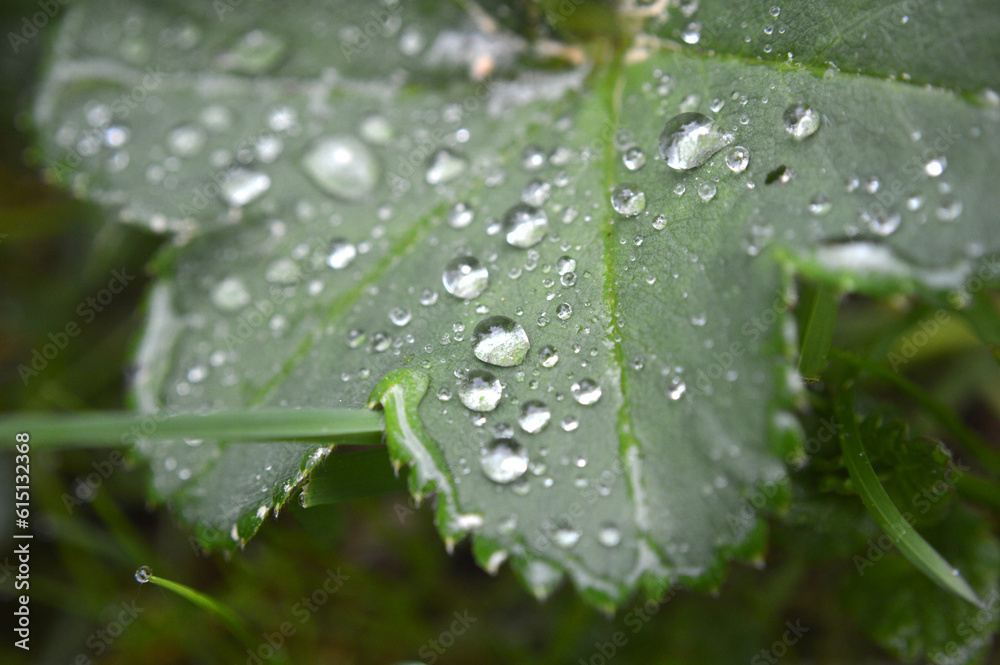 Closeup of a green leaf with rain drops Closeup of a green leaf with rain drops
