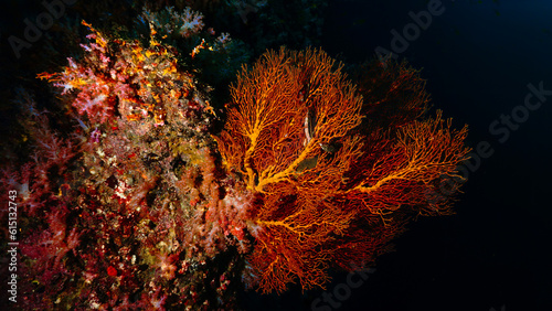 Underwater photo of sea fan coral in the deep dark - Gorgonian.