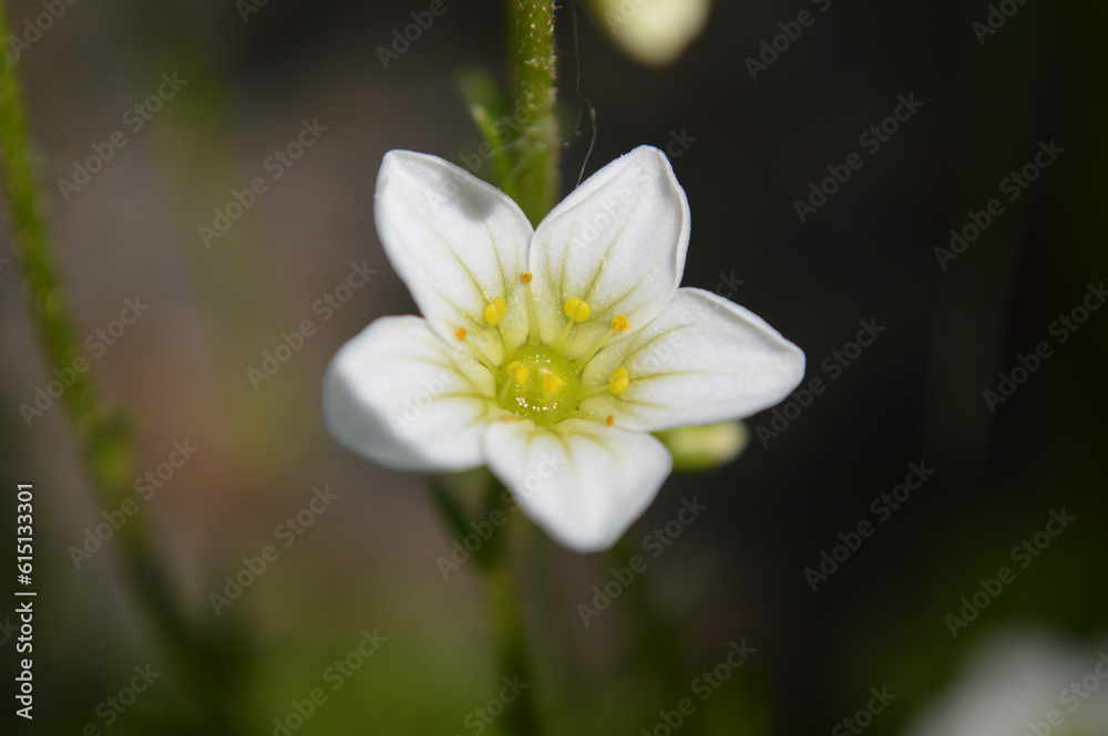 Closeup of a small white saxifrage flower Closeup of a small white saxifrage flower