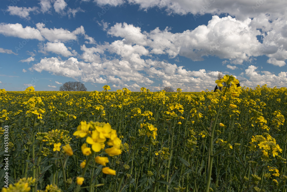 Flowering rape with white buds