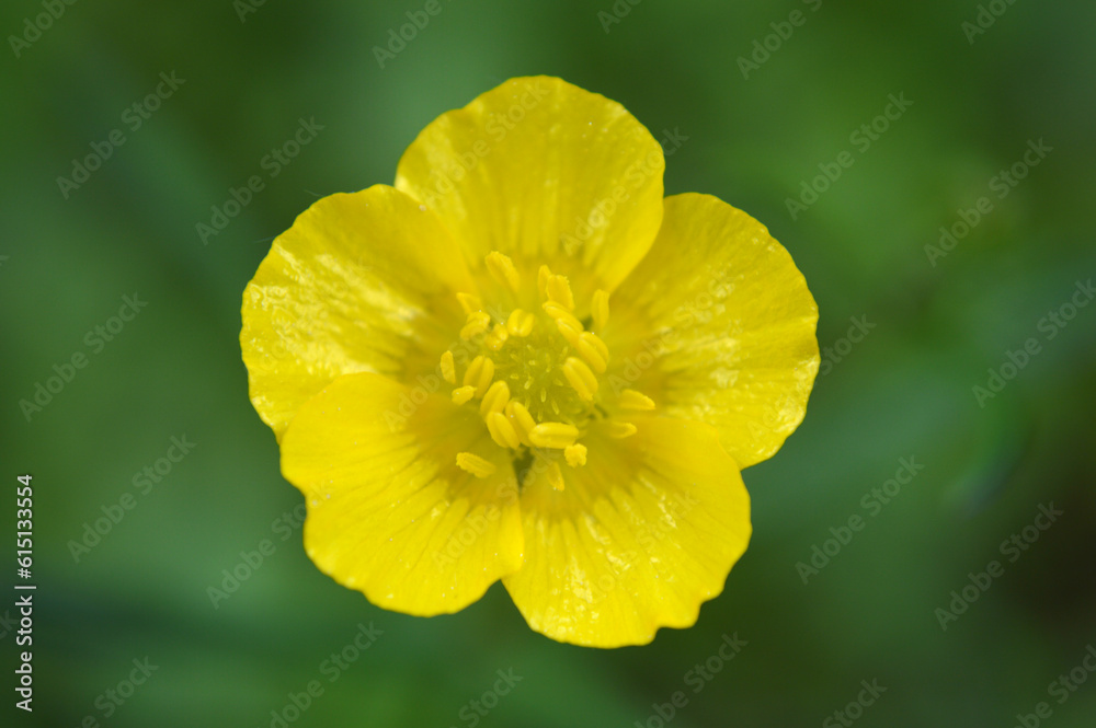 Closeup of a yellow flower Closeup of a yellow flower